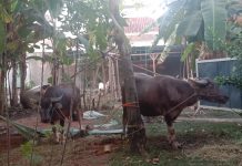 Kader NU dan Pengembangan Sektor Peternakan